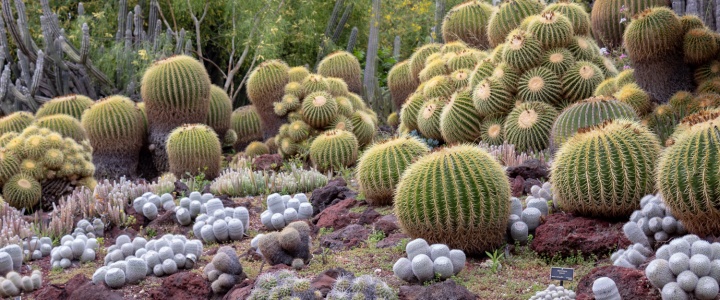 3 Spectacular Botanical Gardens I Love at The Huntington Museum