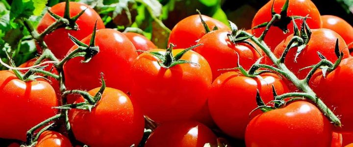 Veggie Garden Success: How to Plan A Backyard Vegetable Garden
