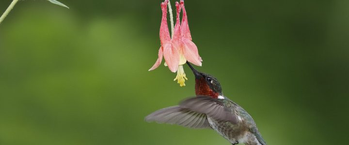 Easy Native Plants That Will Thrive in Your Garden While You’re Away
