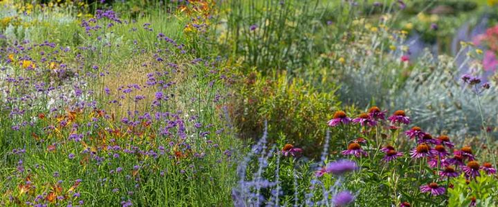 Why Plant These Drought Resistant Perennials? (Especially If You Travel!)