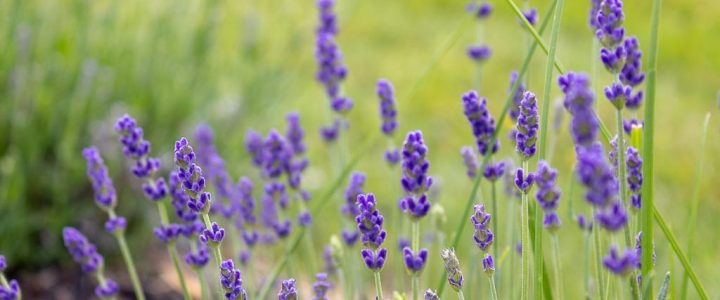 Fields of Lavender: Seafoam Lavender Garden in River John | Nova Scotia