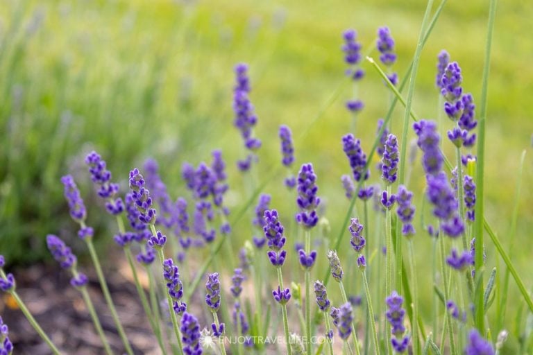 Growing Lavender In Alberta