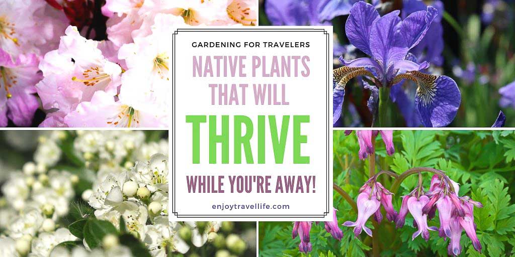 Easy Native Plants That Will Thrive in Your Garden While You’re Away