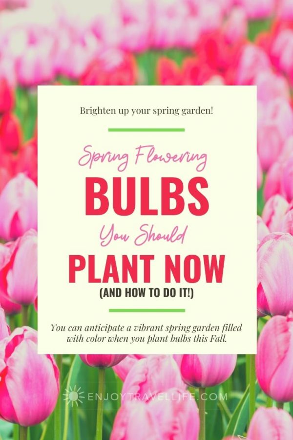 Spring Flowering Bulbs You Can Plant Now (And How to Do It!)
