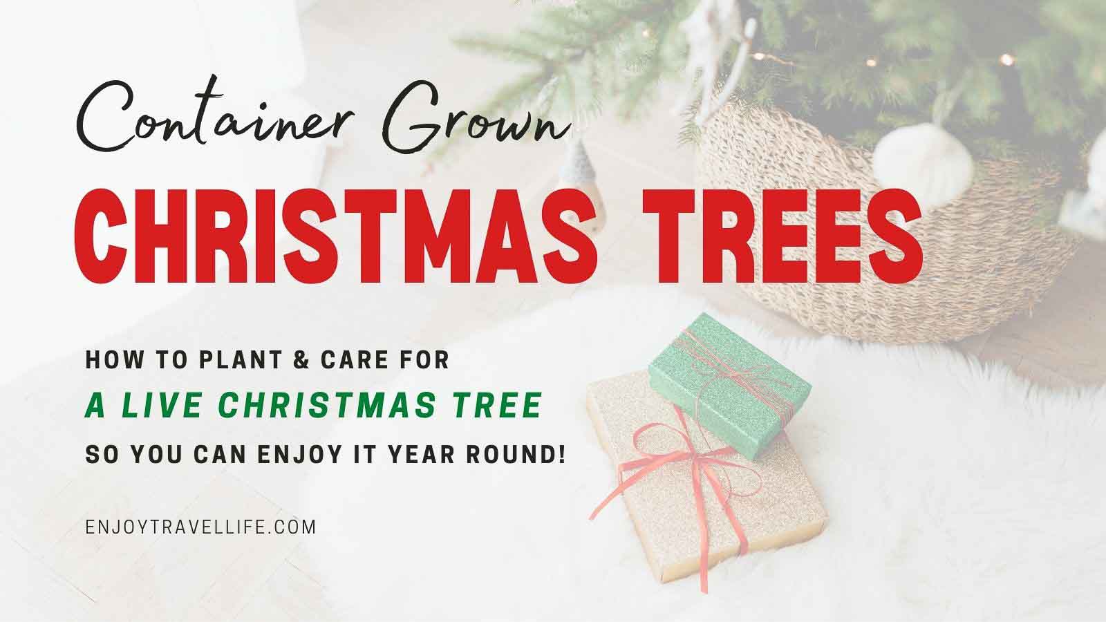 How to Enjoy Container Grown Christmas Trees All Year [Easy Guide]