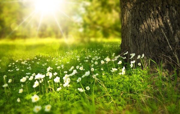 Taking Care of Trees: How to Keep Your Beautiful Trees Healthy