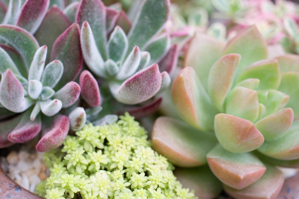 Cat Safe Succulents Why You Should Choose These Plants for Your Home