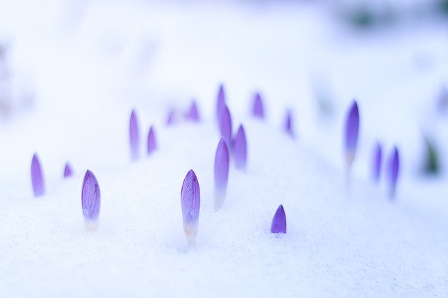 Winter Interest Plants and Easy Tips for Landscaping in Winter 4 snow crocus bloom | Enjoy Travel Life