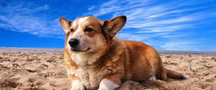 3 Important Tips You Should Know About Taking Your Dog on Vacation