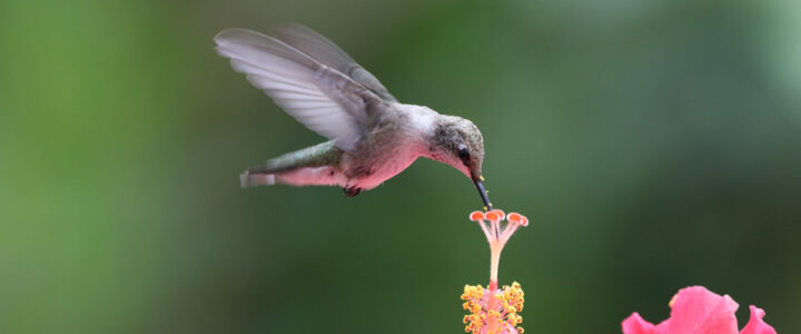 Easy Birding Tips: How to Attract Hummingbirds in New England
