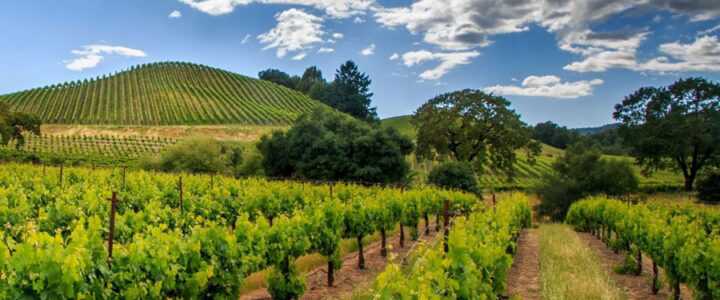 5 Top Sonoma Tasting Rooms & Winery Tours in Sonoma County, CA