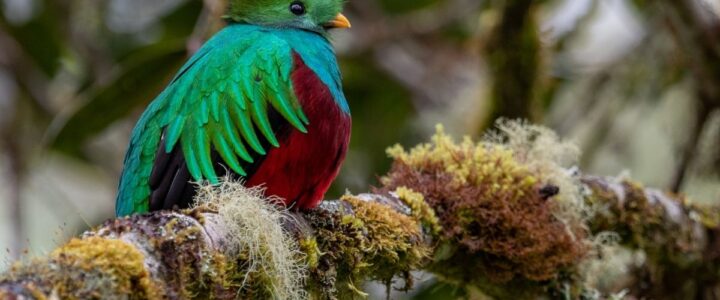 5+ Unforgettable Costa Rica Wildlife Holidays for Nature-Lovers & Naturalists replendant quetzel costa rica