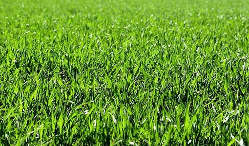 Why is My Grass Dying? 7 Easy Solutions for Brown Spots in Lawn