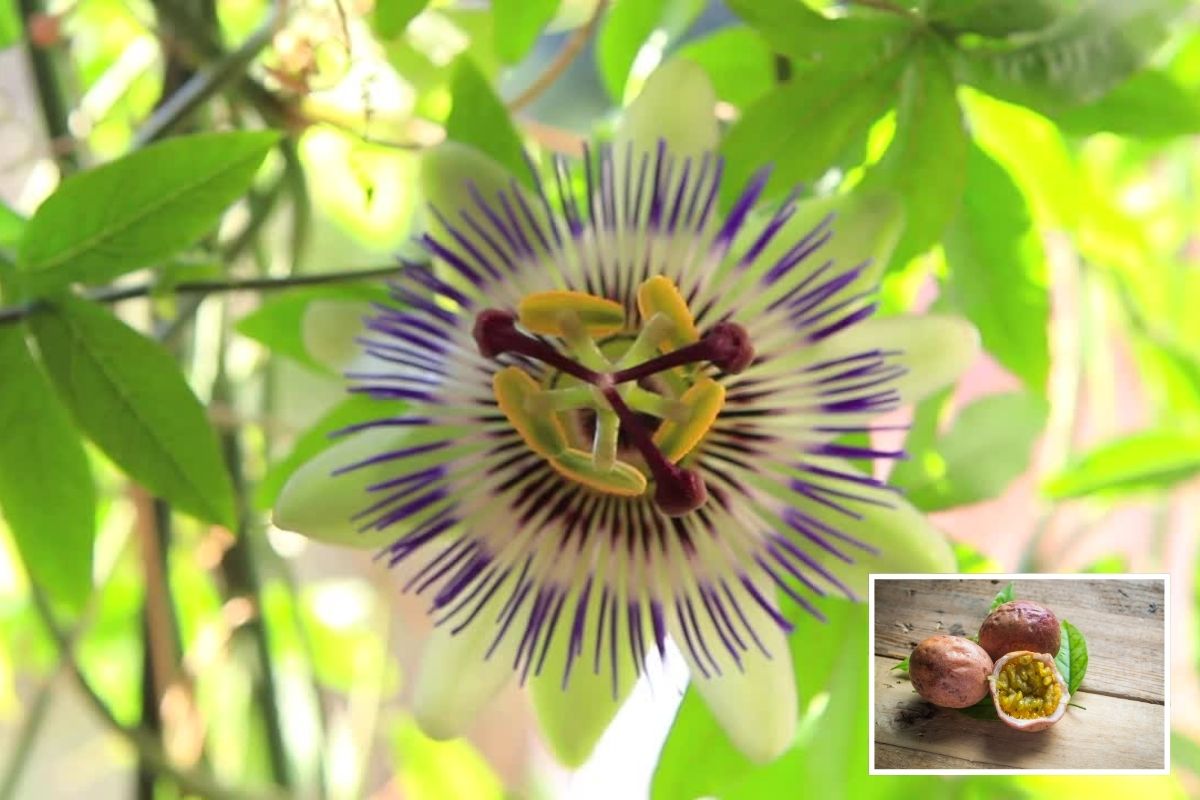 9 Most Beautiful Peruvian Plants and Striking Flowers in Peru