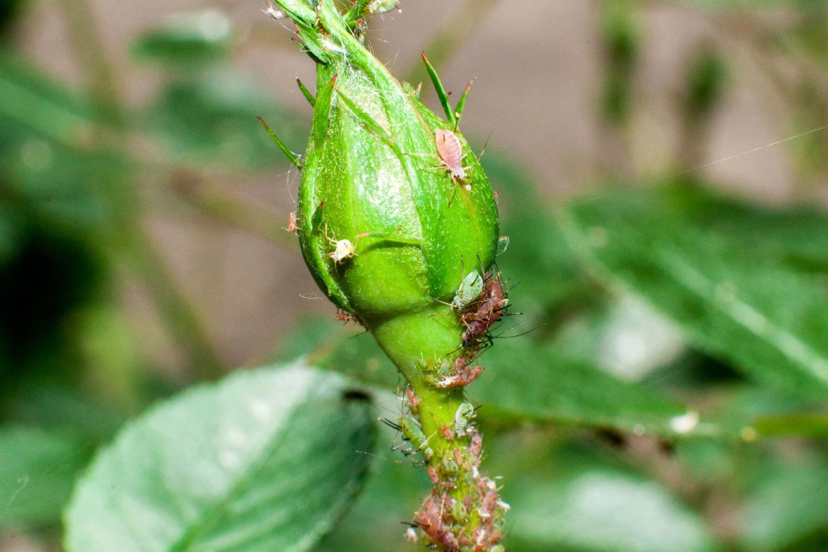 Gardening: 10 Beneficial And Harmful Insects You Should Know