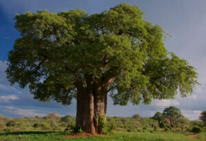 Tanzania's 