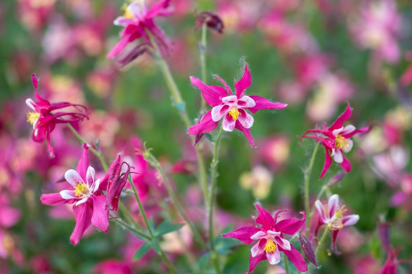 Landscape Maintenance Checklist: 7 Easy Steps for a Low-Maintenance Garden 4 plant native perennials | Enjoy Travel Life