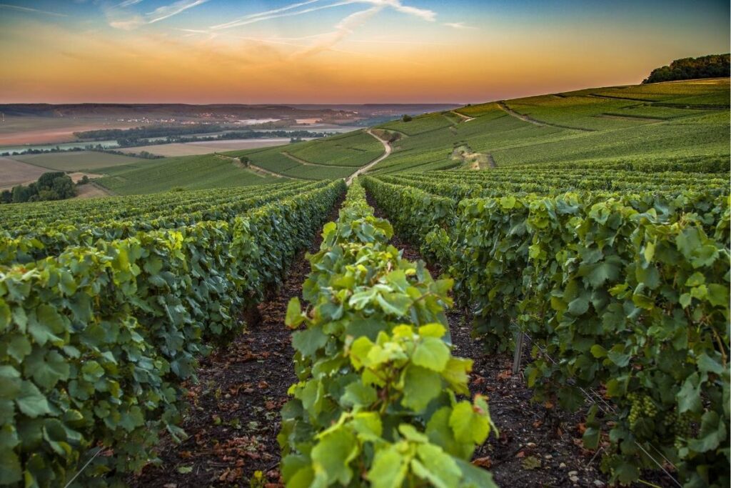 Vineyards in France’s Champagne region.