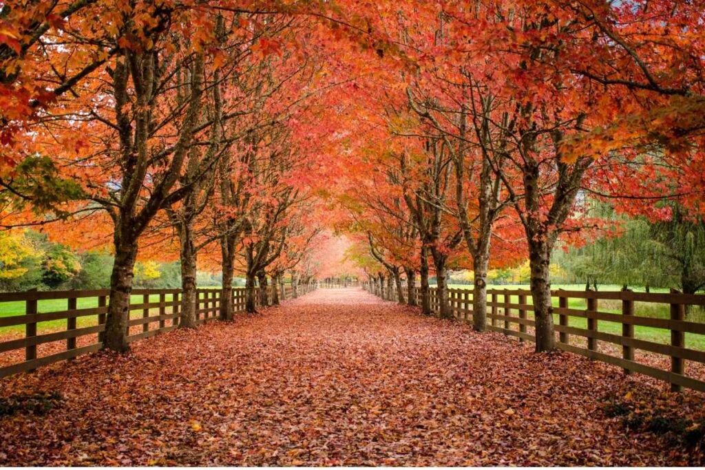 colorful fall foliage in New England