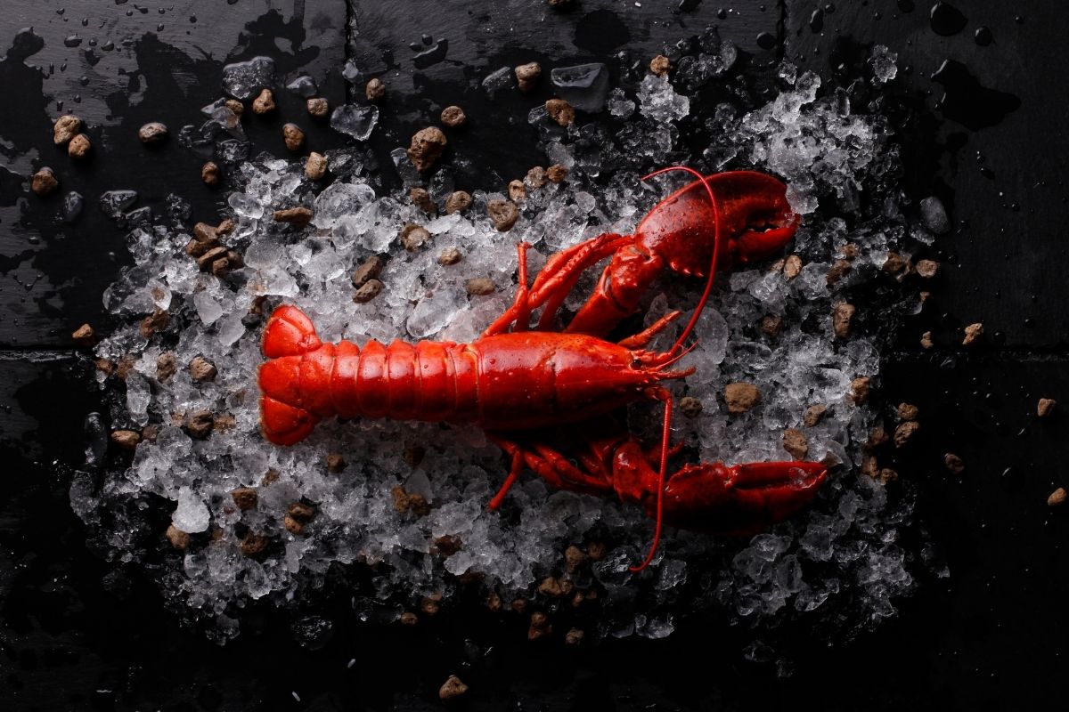 order lobster online | Enjoy Travel Life