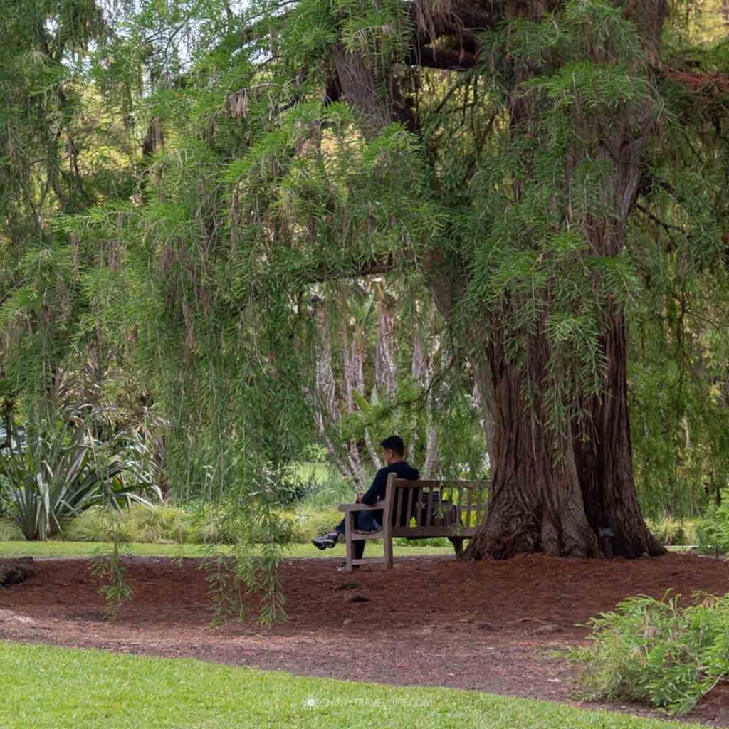 Person sitting on a bench beneath a massive tree in the Japanese Garden at the Huntington in Los Angeles.
