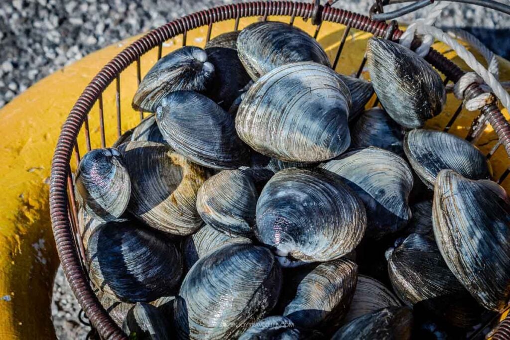 Fresh clams in a wire basket on Cape Cod.