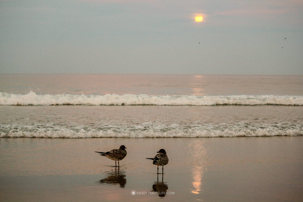 Two plovers standing in the surf under a full moon at sunset on a Brewster beach.
