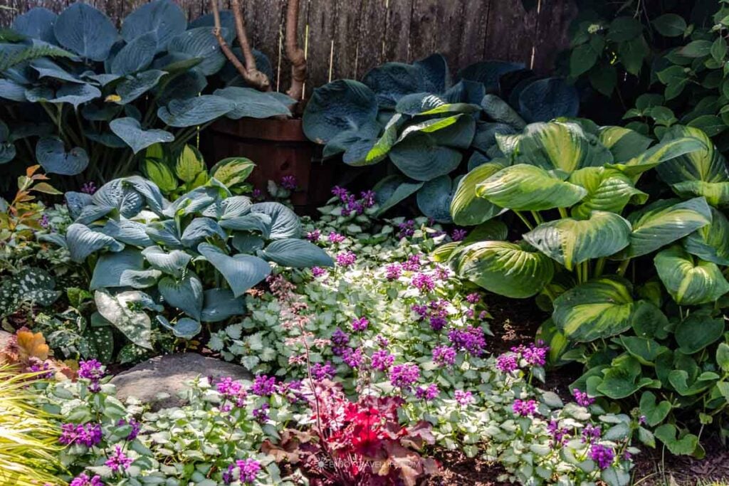 Close-up of layered garden border with blue and variegated hostas above purple-flowering groundcover.