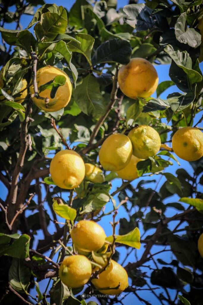 Lemon trees with ripe fruit in Riomaggiore Cinque Terre in winter