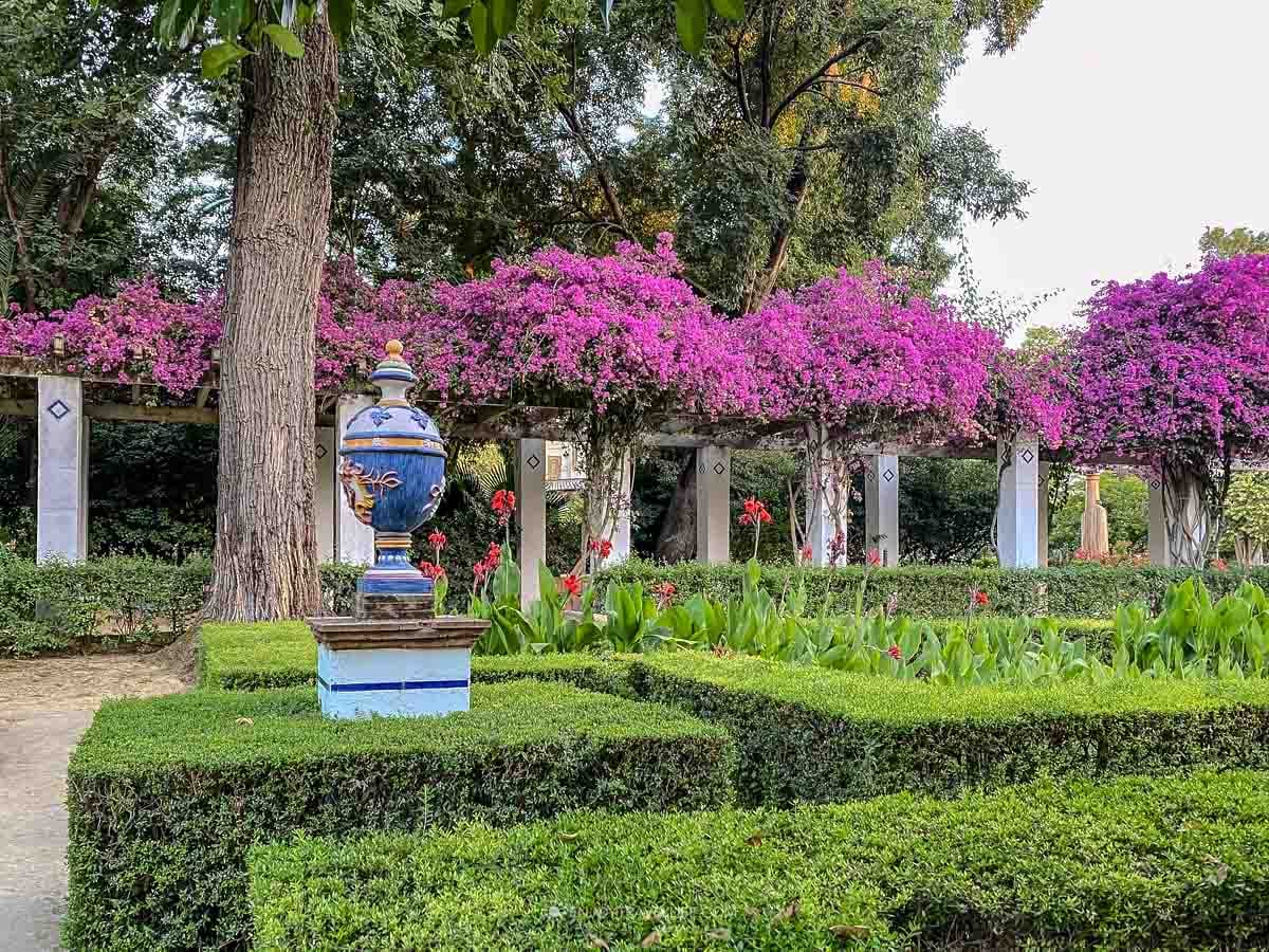 Purple bougainvillea cascading over a columned pergola in Maria Luisa Park in Seville, Spain, with a painted ceramic urn and clipped boxwood hedges in the foreground