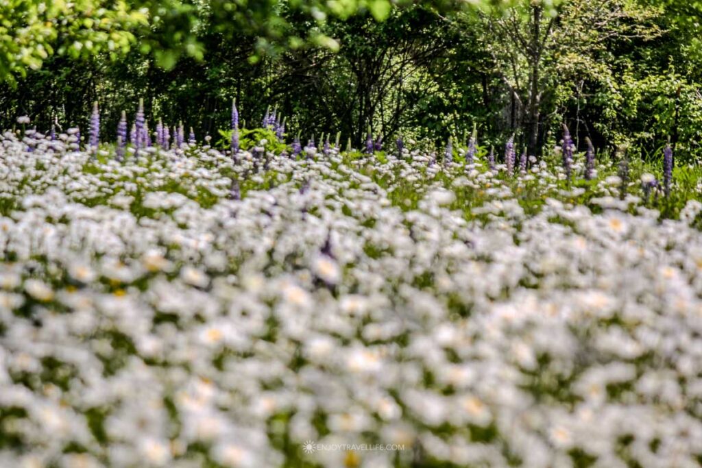 Field of white daisies and purple lupines in spring on Martha's Vineyard