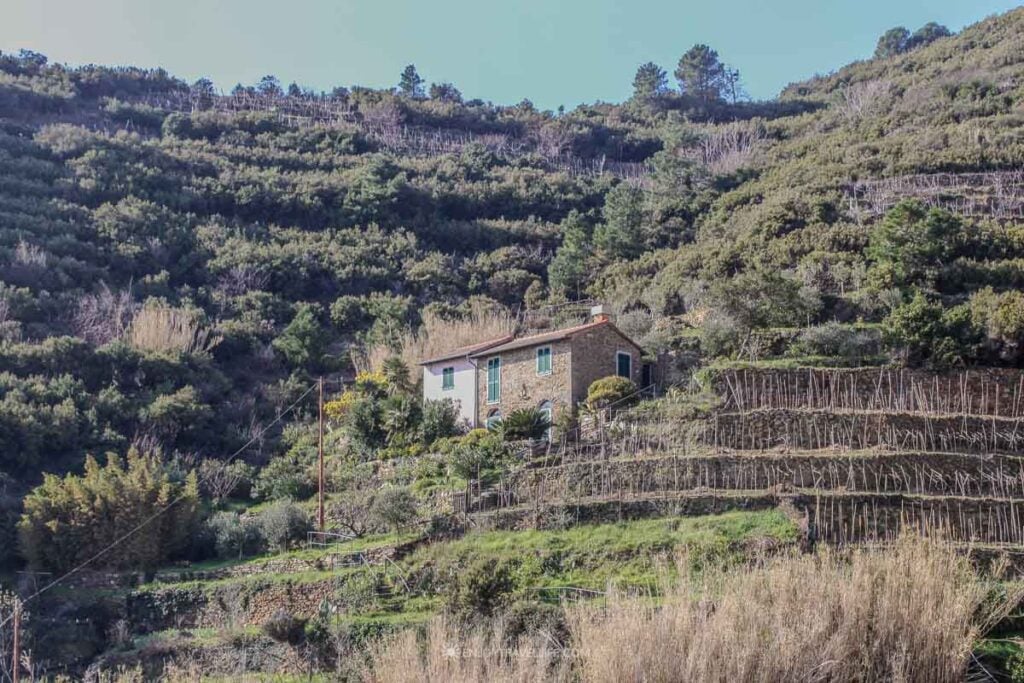 Stone farmhouse on terraced hillside above Riomaggiore Cinque Terre