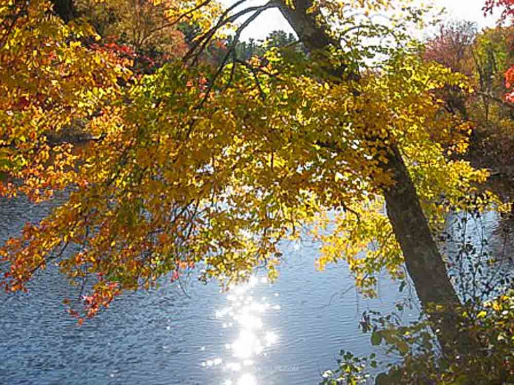 Golden autumn foliage over a sunlit pond with sun sparkling on the water
