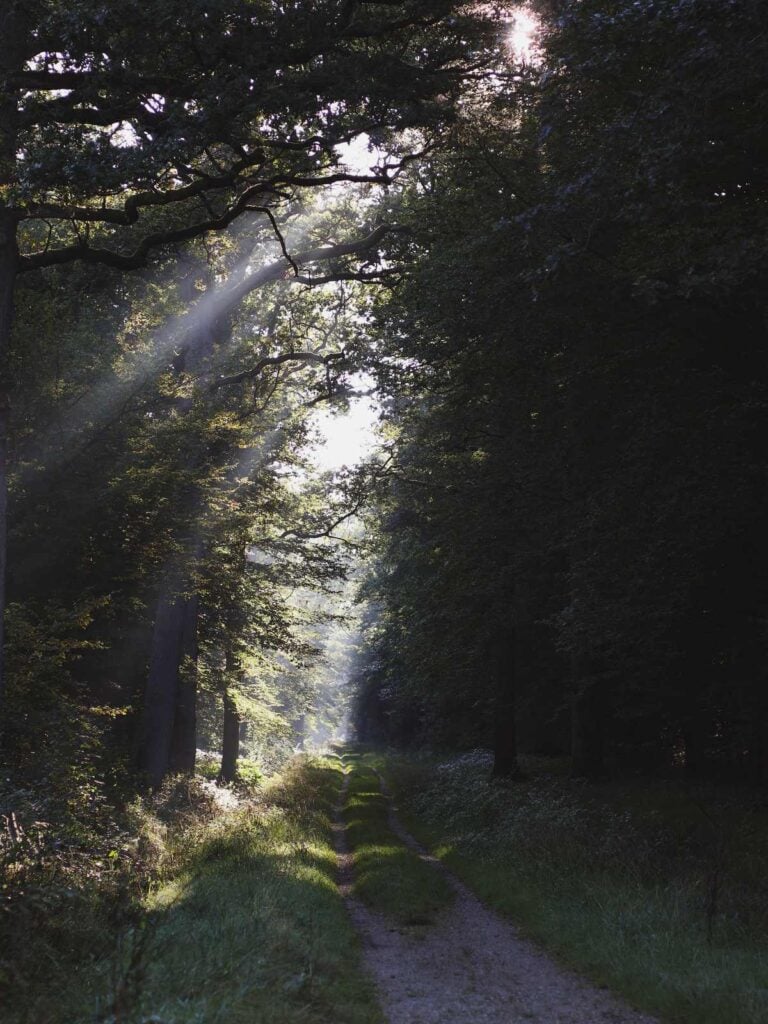 Sunbeams filter through tall trees onto a quiet dirt path winding through the woods.