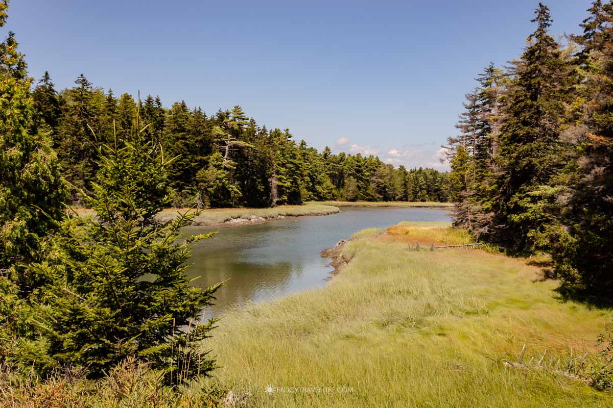 Tidal marsh and spruce trees along the coast of Maine