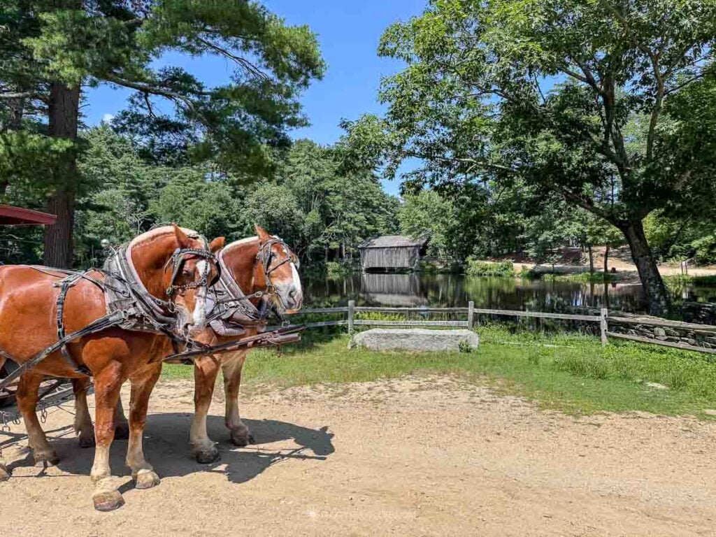 A draft horse team waits by the millpond to pull the village wagon.