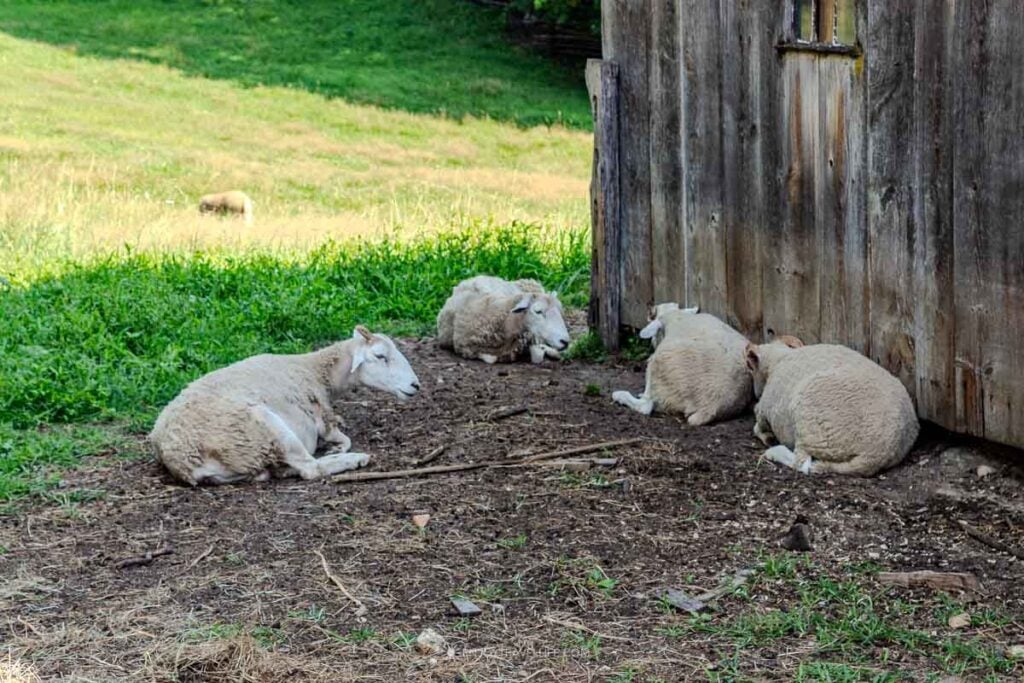 Sheep rest in the shade of a weathered barn at the farm.