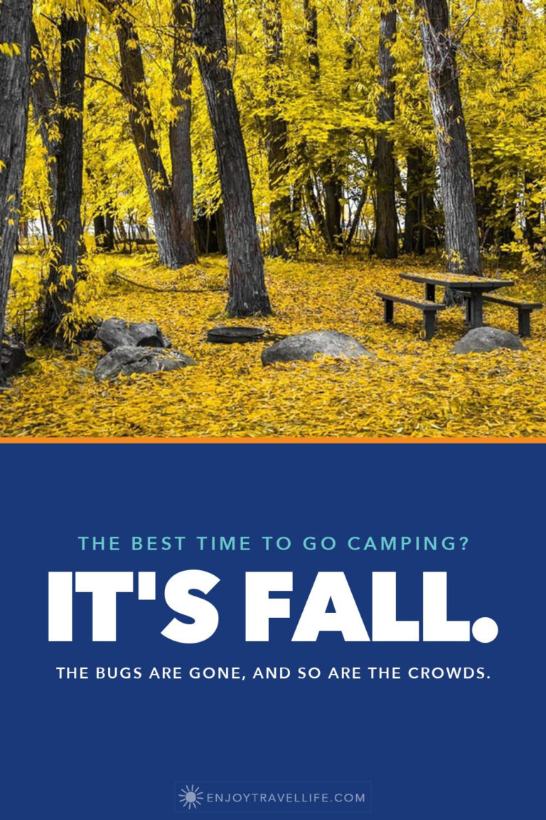 Yellow foliage over a picnic table in a fall forest.