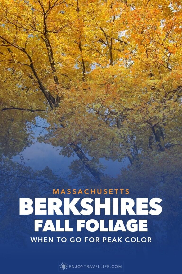 A maple in full gold fall color in the Berkshires, Massachusetts.