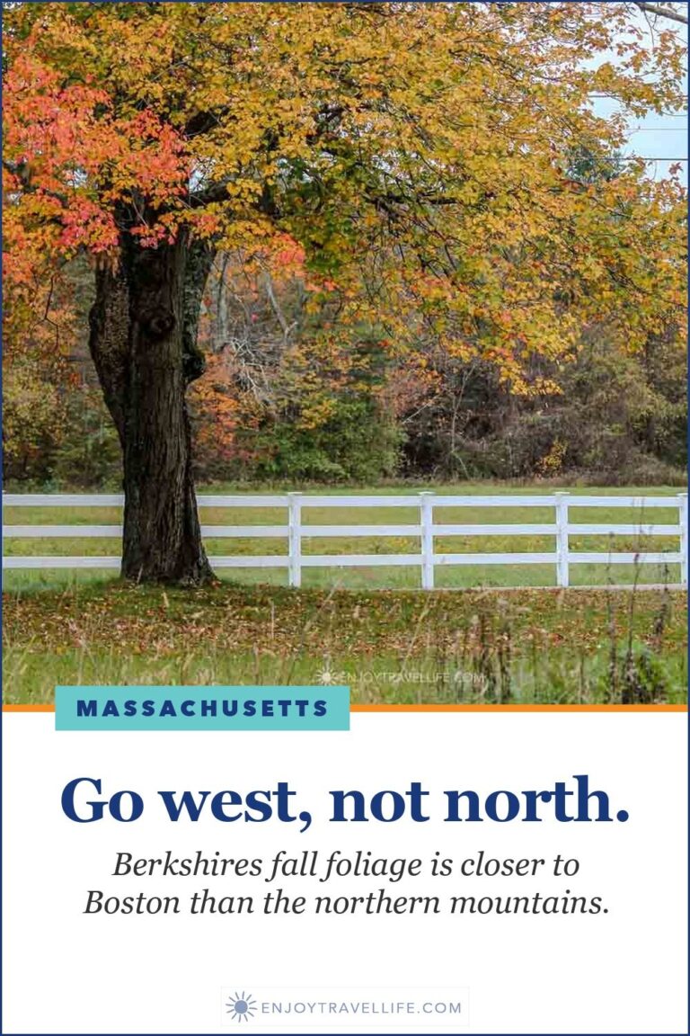 A maple turning red and gold beside a white rail fence on a roadside in the Berkshires, Massachusetts.