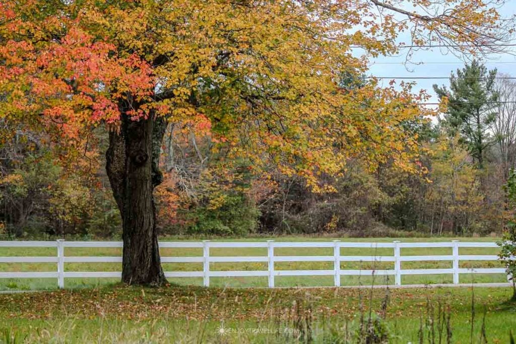 A maple in red and orange fall color stands over a white fence in New England.