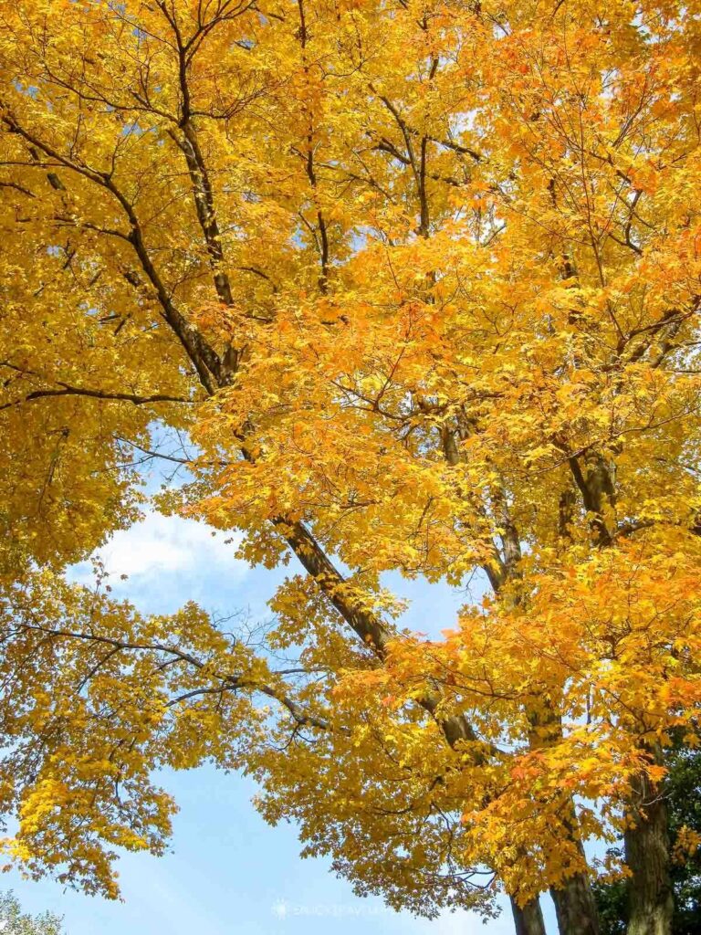 A sugar maple in full gold against a blue October sky in New England.